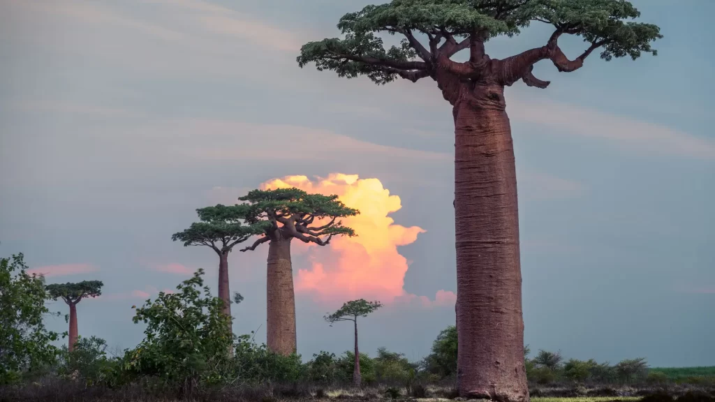 Madagaskar - jazyk, měna, jídlo
